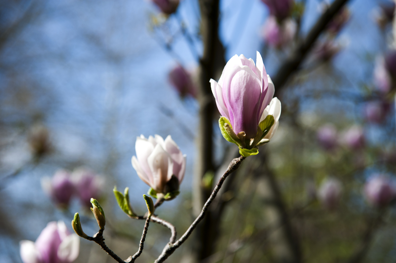 Magnolien aus Stahl