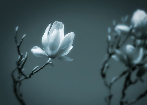 Magnolie Aus Stahl Magnolie Aus Stahl