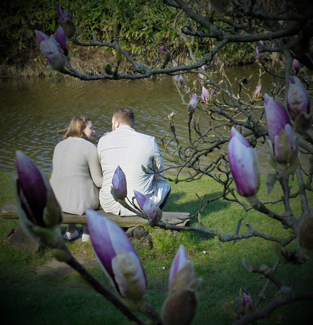 Magnolien aus Stahl von Herbert Ross