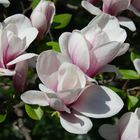 Magnolien aus ... - Teil 2