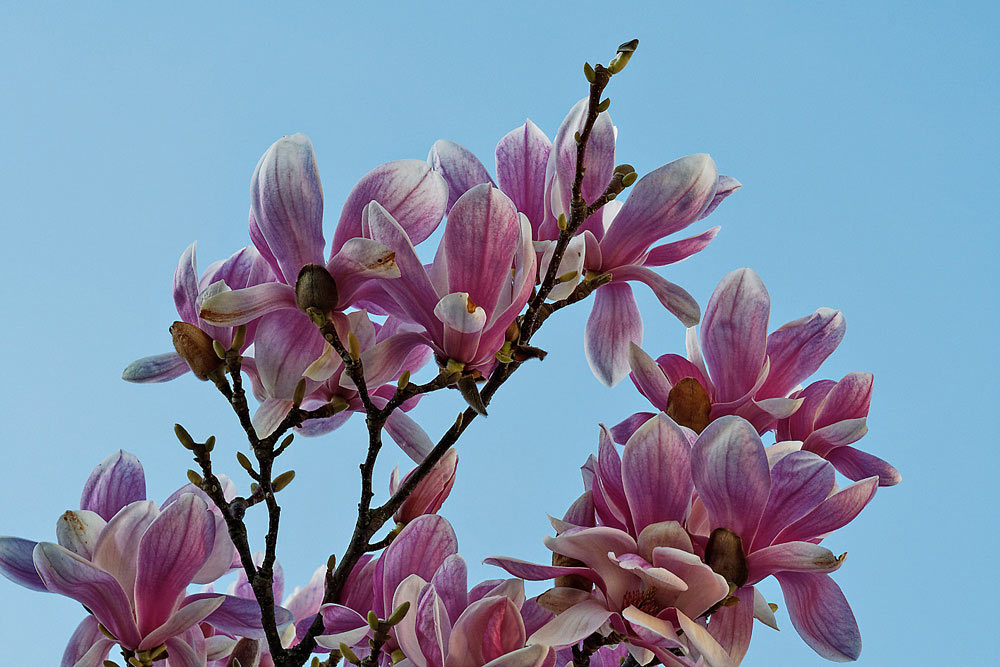 MAGNOLIEN