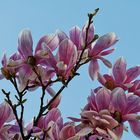 MAGNOLIEN