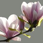 Magnolien