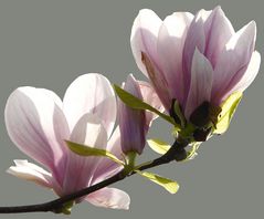 Magnolien