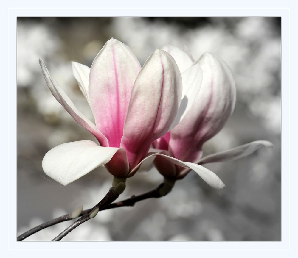 Magnolien 