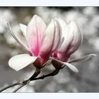 Magnolien 