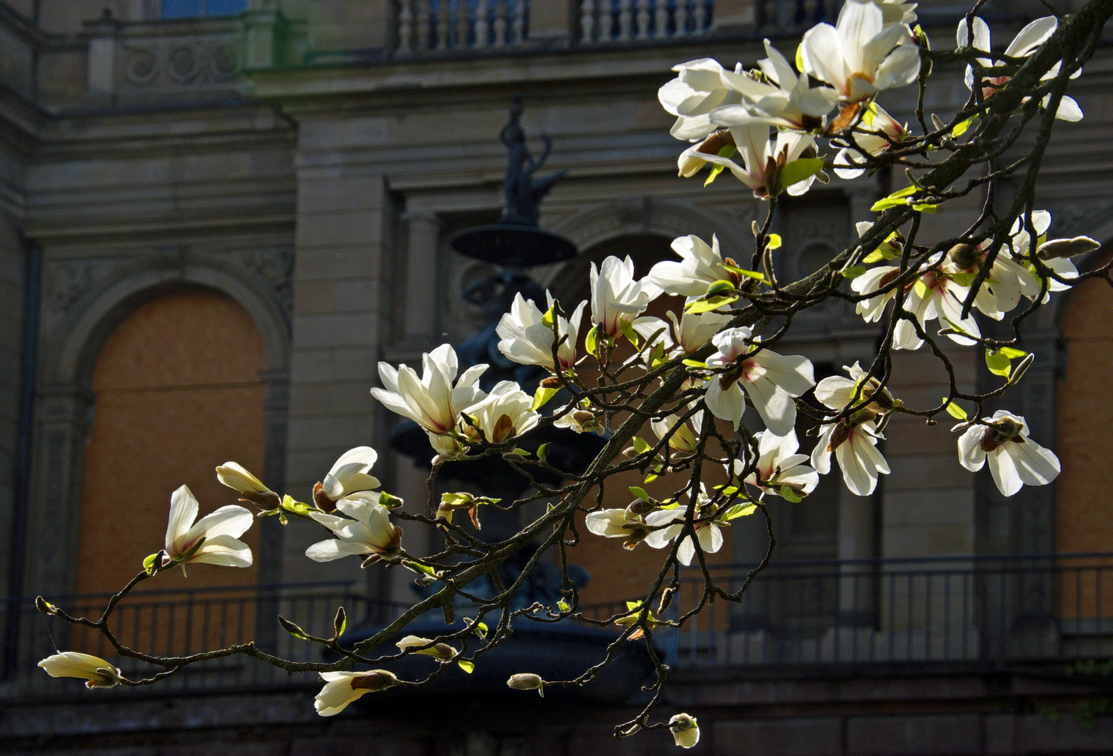 Magnolien