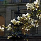 Magnolien