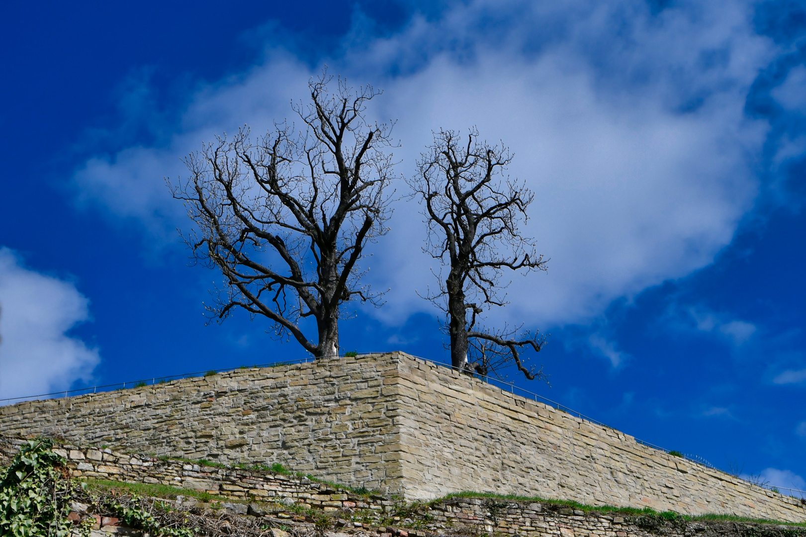 Magnolien-Bäume auf der Festung