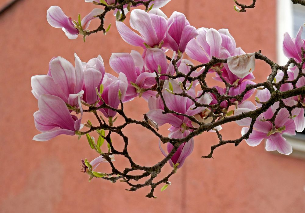 Magnolien Bald blühen sie auch wieder Foto & Bild pflanzen
