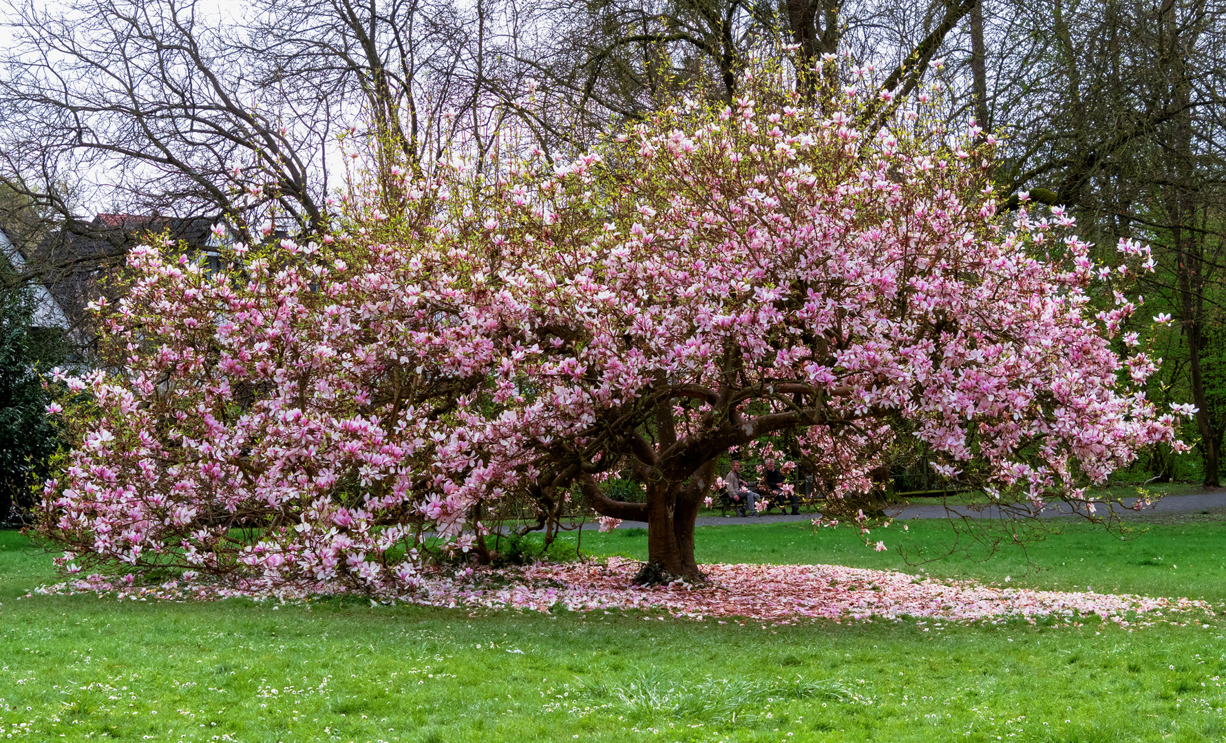 Magnolien Baum 