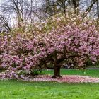 Magnolien Baum 