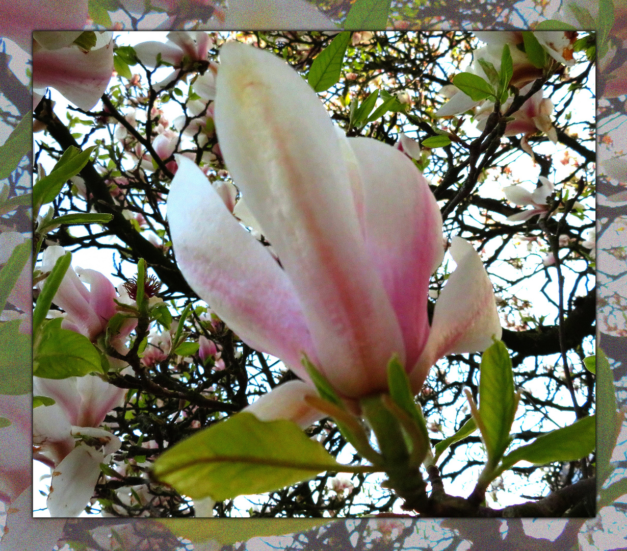 Magnolien Baum .....