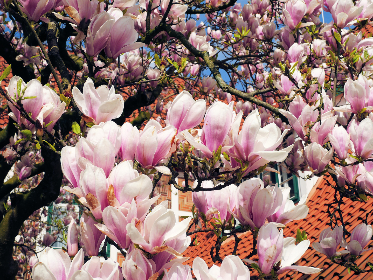 Magnolien Baum beim Jorker Rathaus