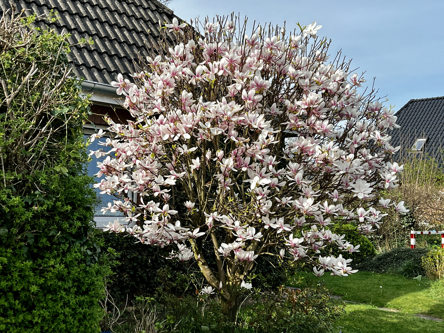 Magnolien-Baum