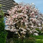 Magnolien-Baum