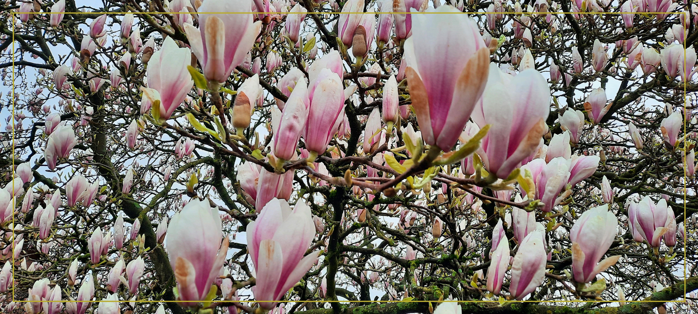 Magnolien Baum 