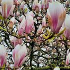 Magnolien Baum 