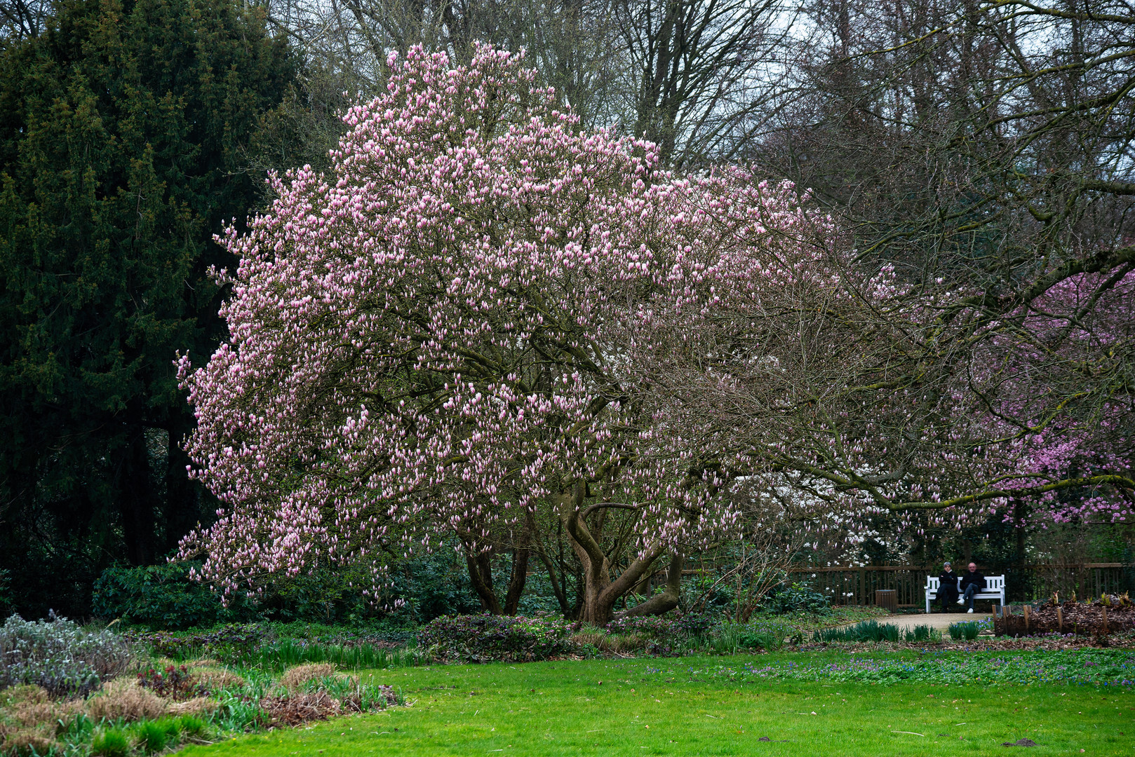 Magnolien Baum im Botanischen-Garten Gütersloh. 