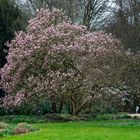 Magnolien Baum im Botanischen-Garten Gütersloh. 