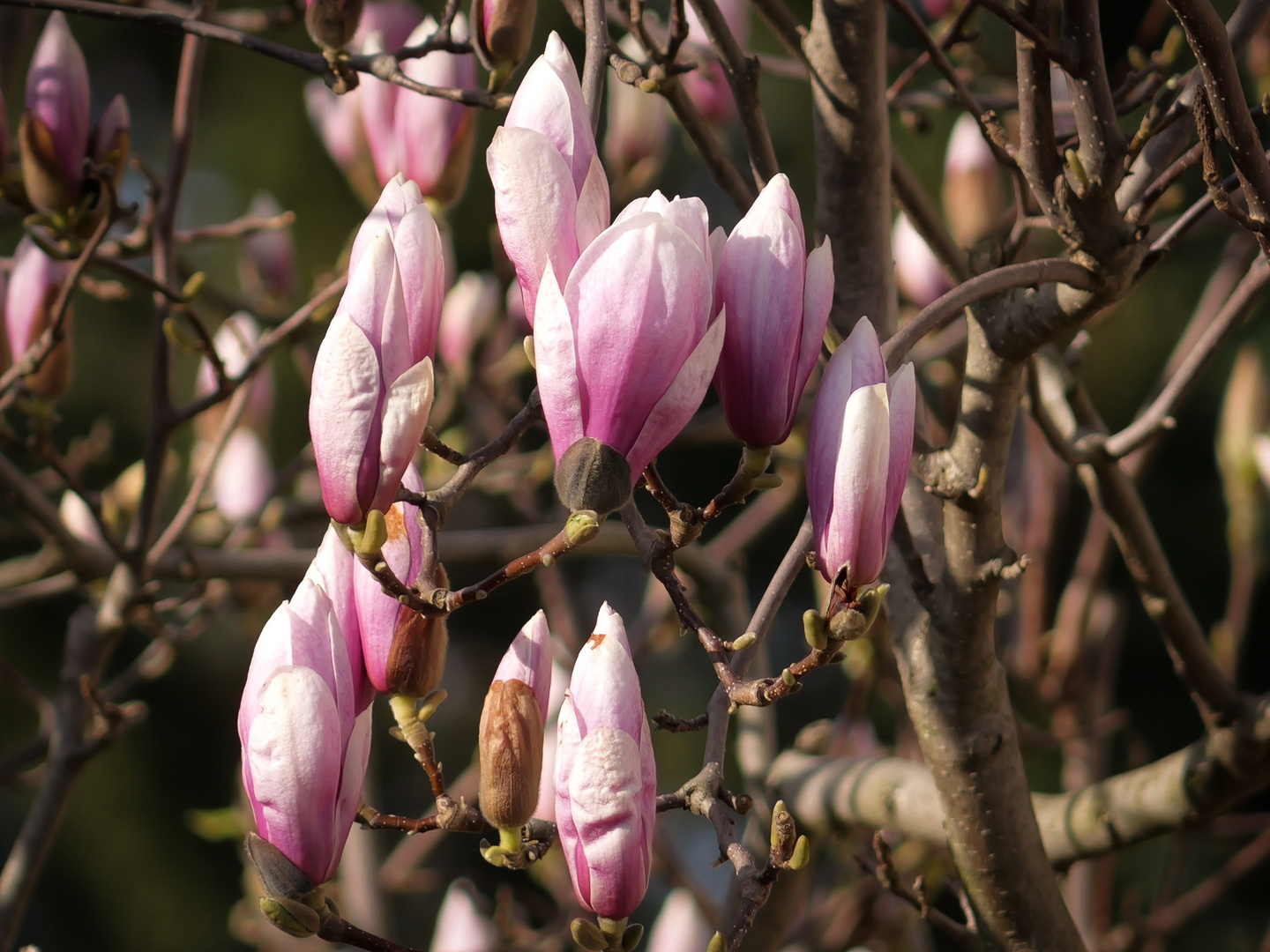 Magnolien 