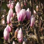 Magnolien 