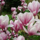 Magnolien