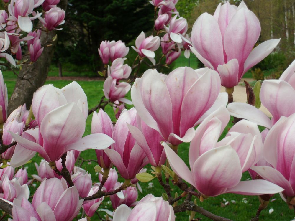 Magnolien