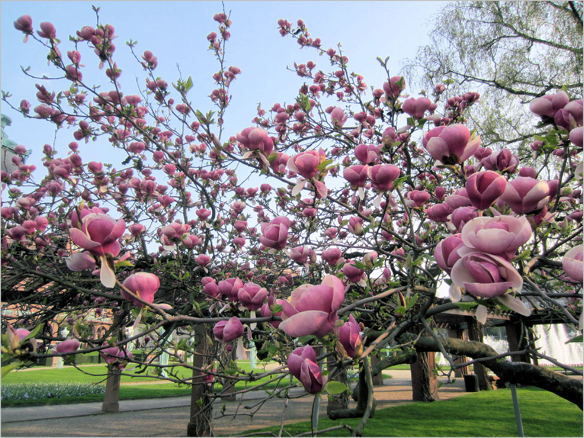 Magnolien