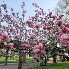 Magnolien