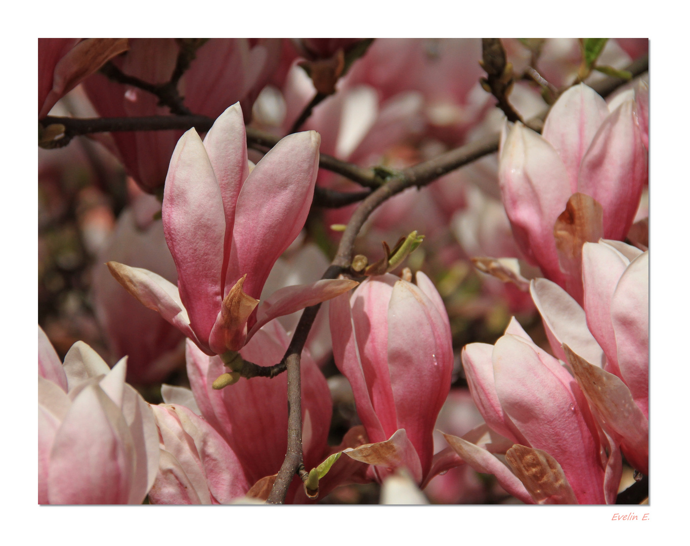 Magnolien