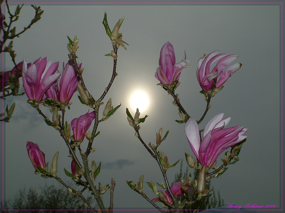 Magnolien bei trüben Wetter