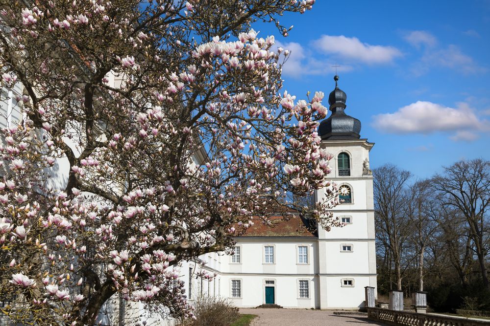 Magnolien beim Schloss Fasanerie