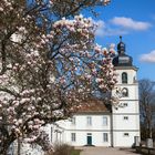 Magnolien beim Schloss Fasanerie