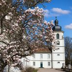 Magnolien beim Schloss Fasanerie