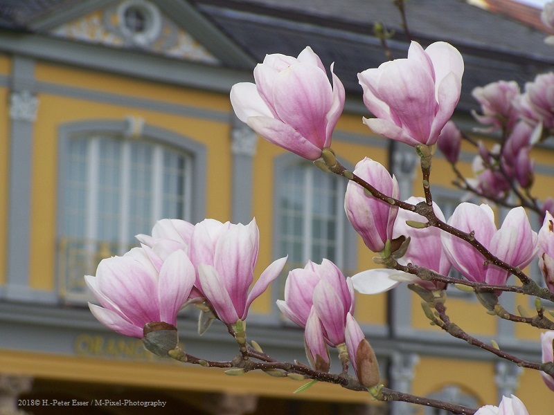 Magnolien blühen  in Gera´s Küchengarten