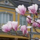 Magnolien blühen  in Gera´s Küchengarten