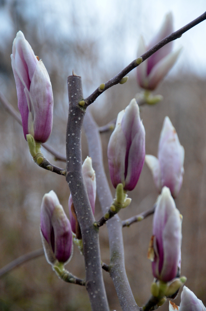 Magnolien-Blühte