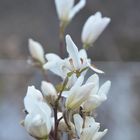 Magnolien-Blühte