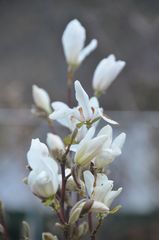 Magnolien-Blühte