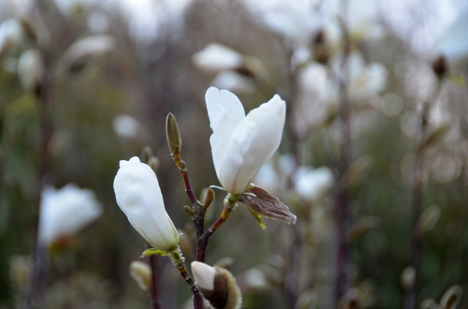 Magnolien-Blühte