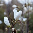 Magnolien-Blühte