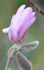 Magnolien-Blühte