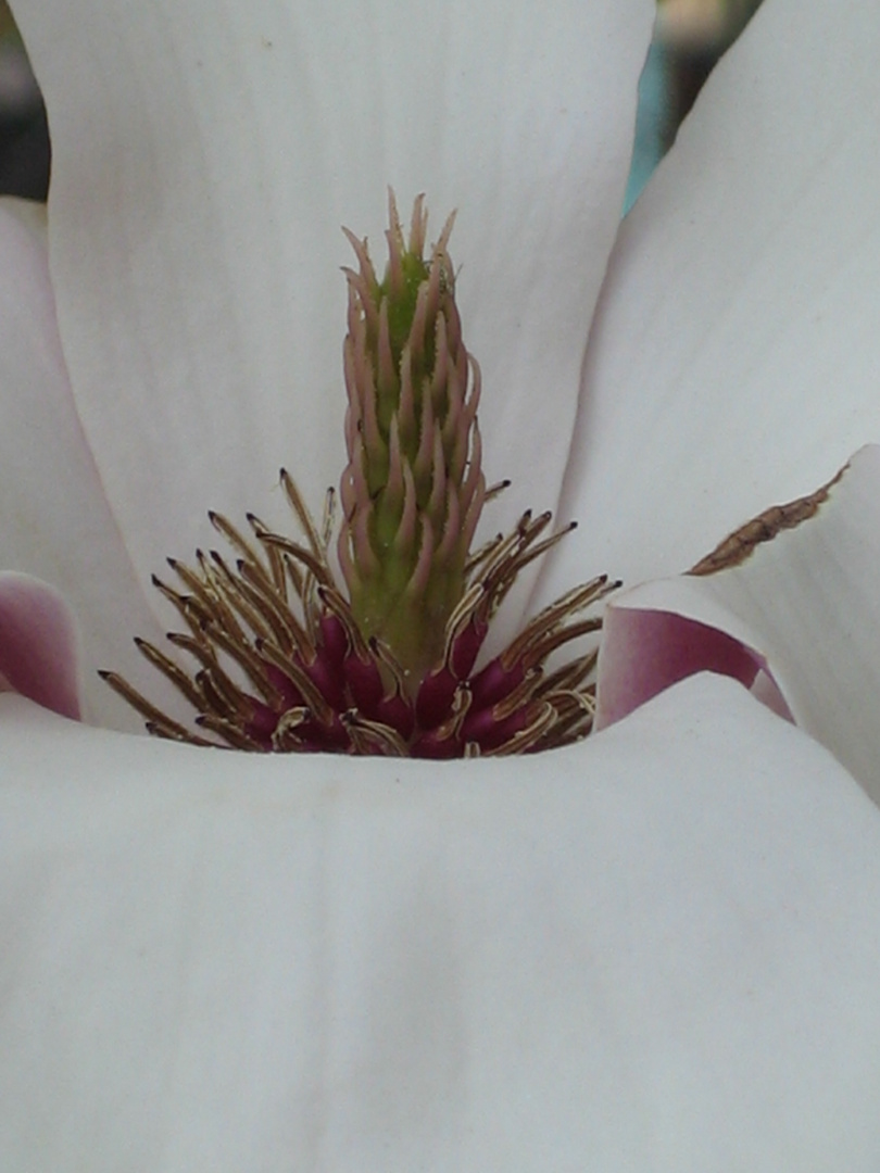Magnolien Blüte