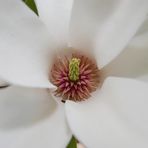 Magnolien-Blüte