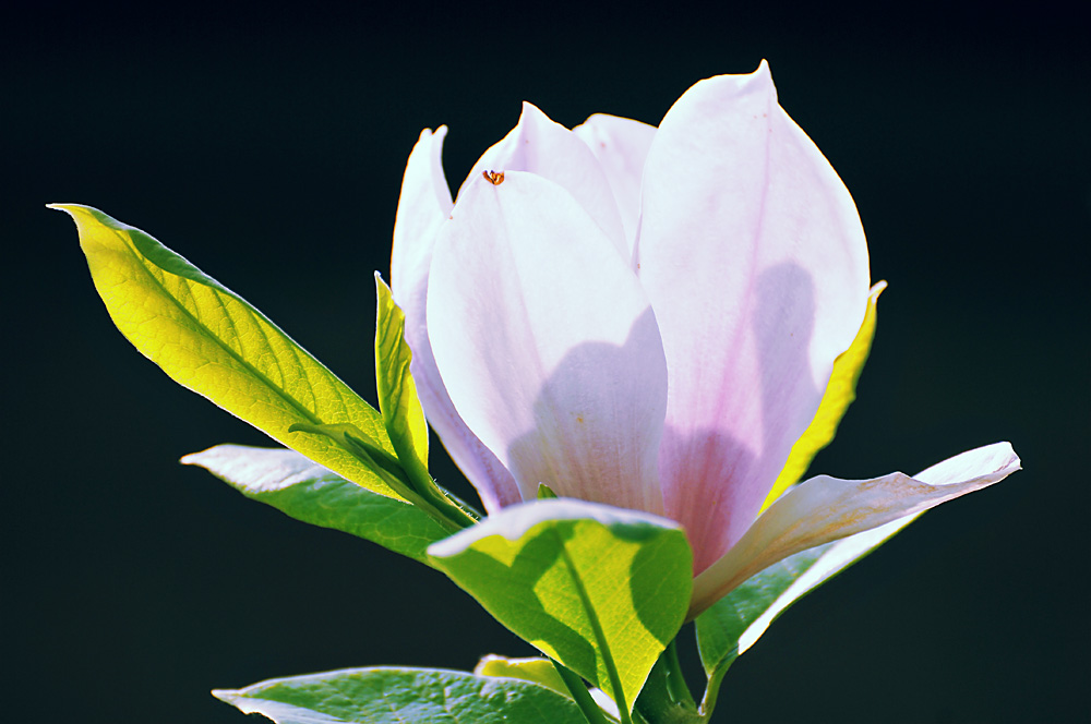 Magnolien Blüte 2009