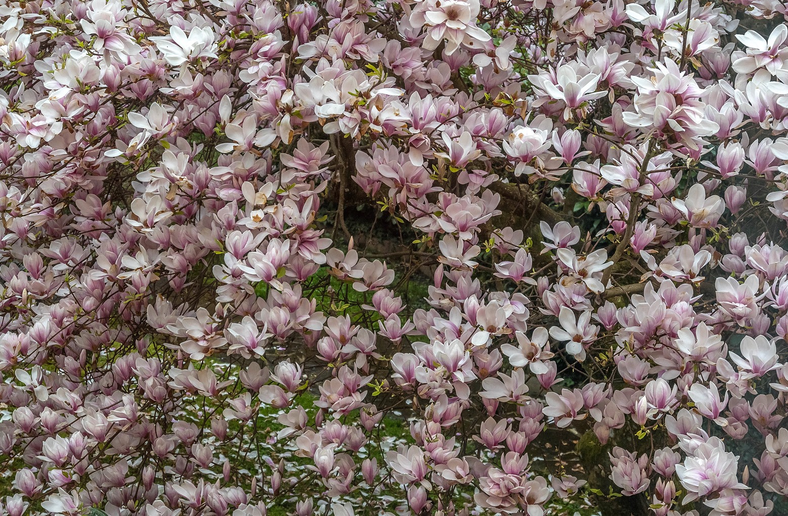 Magnolien-Blüte