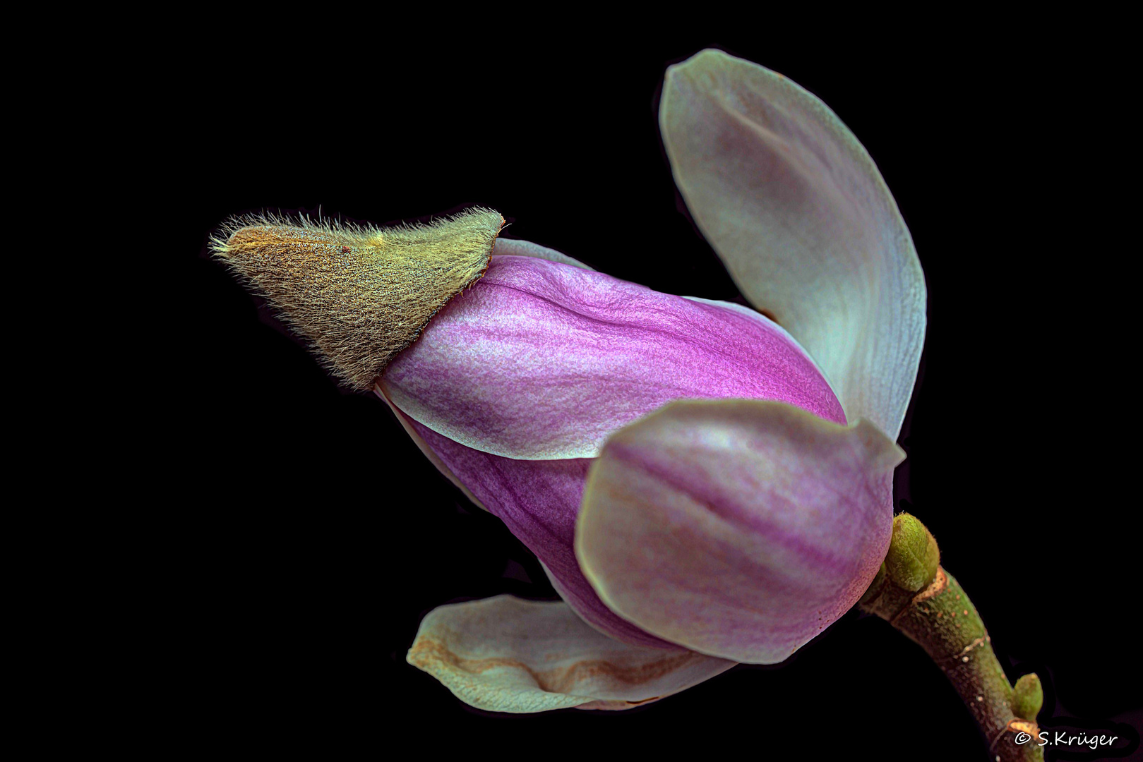 Magnolien Blüte