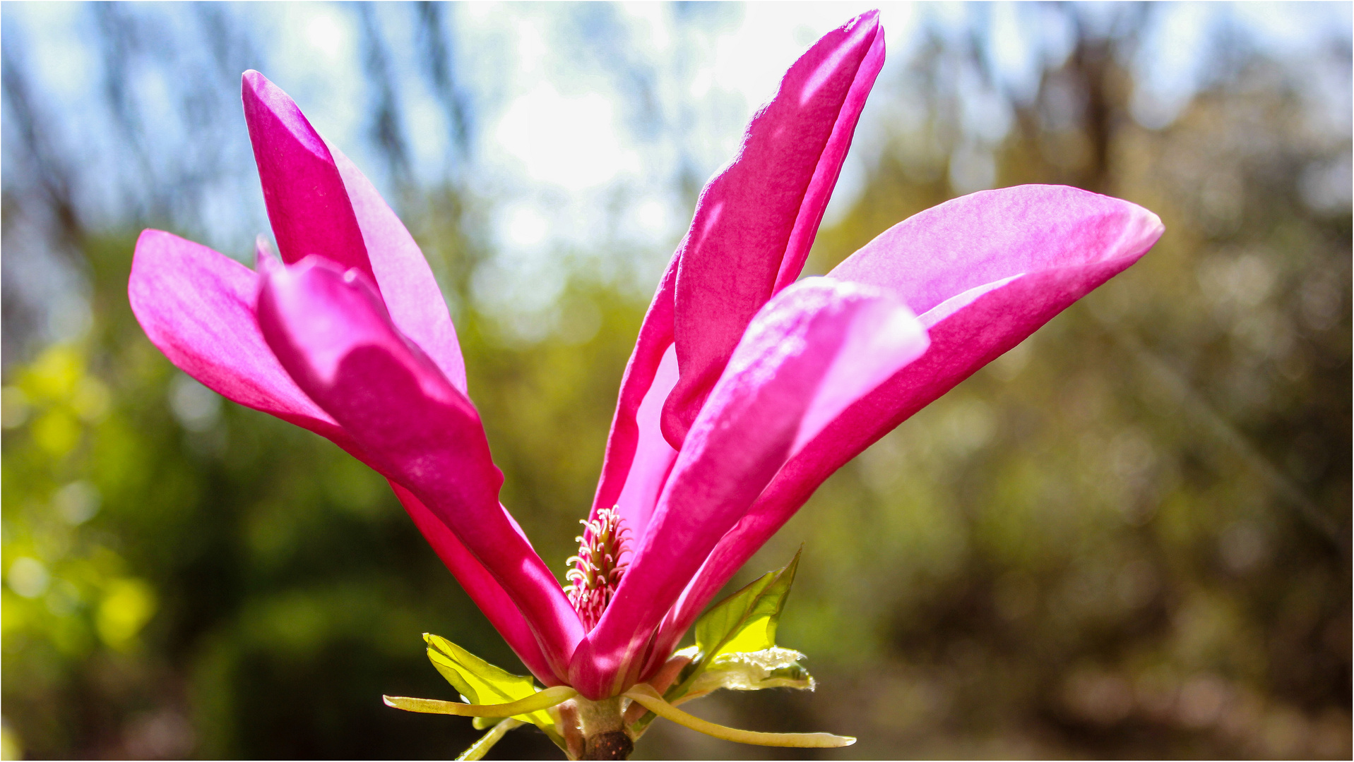 MAGNOLIEN - Blüte