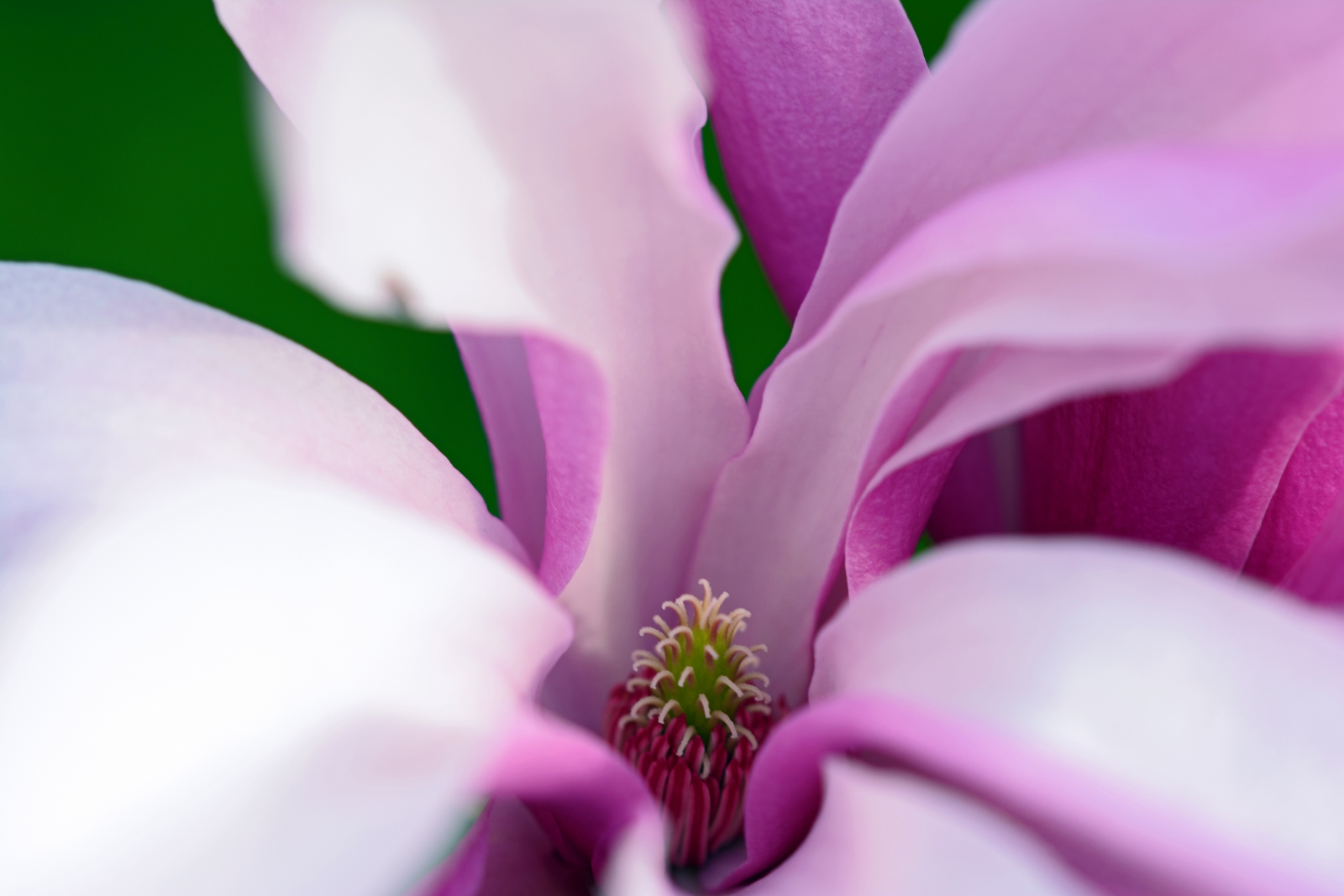 Magnolien Blüte.